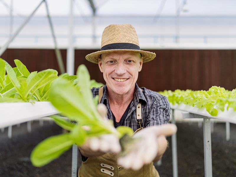 old senior caucasian farmer concentrate focus checking hydroponic soiless  vegetable rack farm in green house with smart technology device,old man business owner cheerful harvest green fresh vagetable